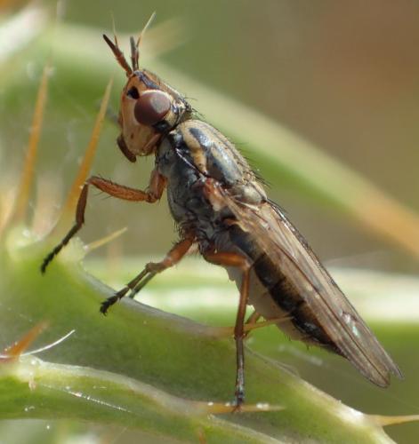 Réf. 287 966 : Dorycera graminum